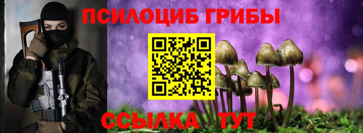 Галлюциногенные грибы Psilocybe Гурьевск